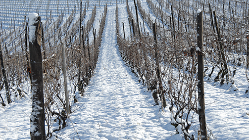 Vigneti innevati - Franco Bello